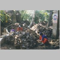 Kokosskaller ribbes for kokostråde