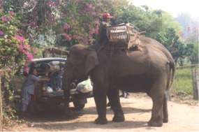 Transport-elefanten læsses med elefantøl
