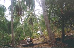 Ude i kokosplantagen.
